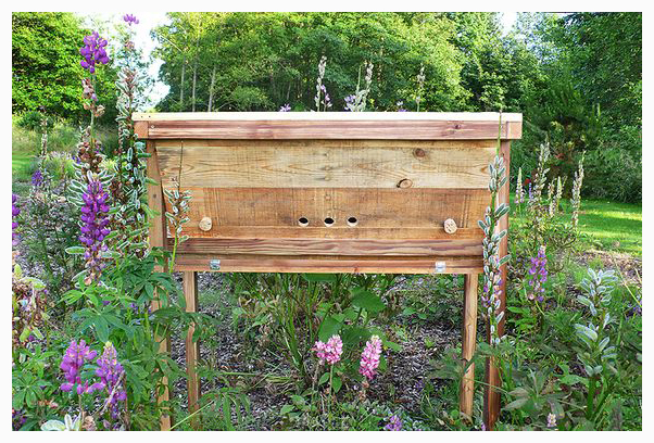 ruche kenyane en palette