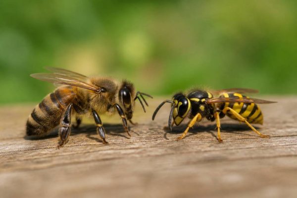 Abeille et guêpe : comment les différencier et les reconnaître au rucher