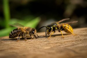 Abeille ou guêpe qui pique : comment les reconnaître et les différencier