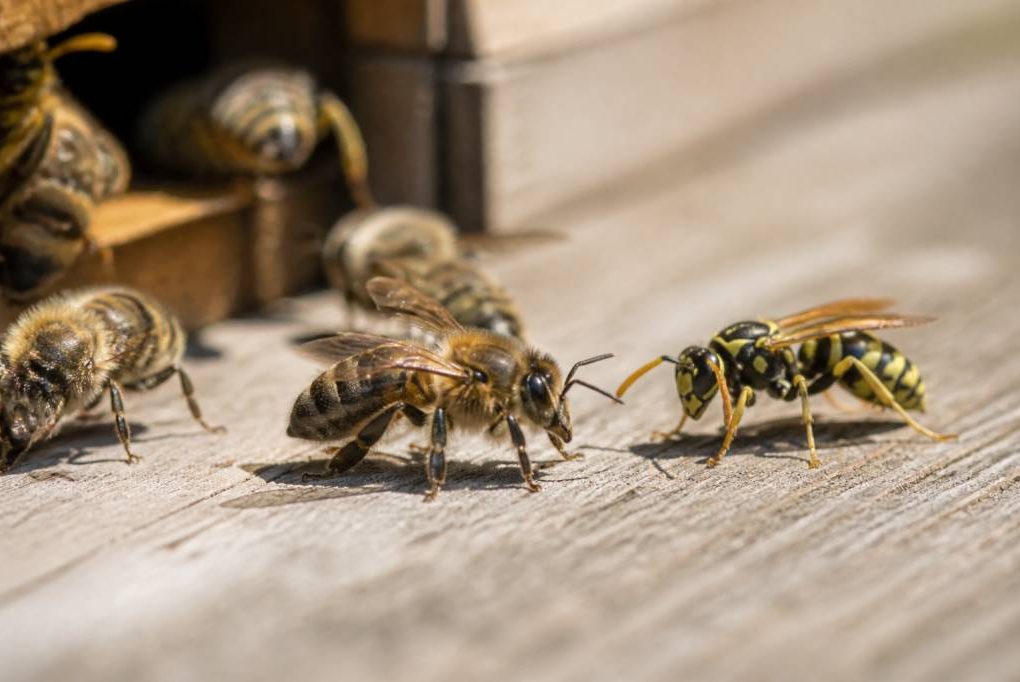 Abeille et guepes : différences, comportements et cohabitation au rucher