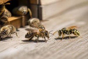 Abeille et guepes : différences, comportements et cohabitation au rucher