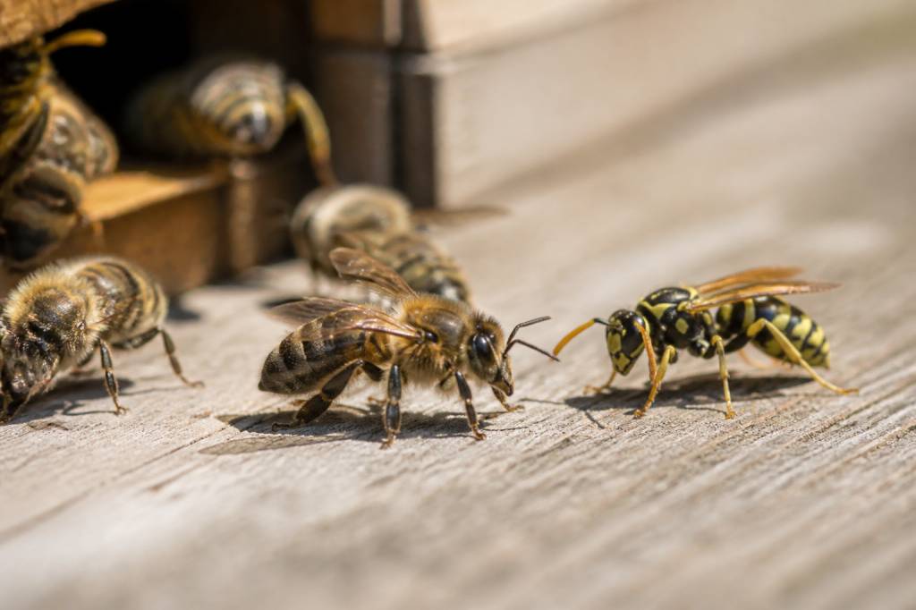 Abeille et guepes : différences, comportements et cohabitation au rucher