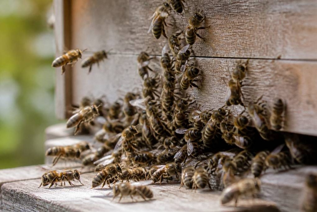 Abeille grise : caractéristiques, comportement et rôle dans le rucher