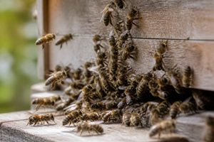 Abeille grise : caractéristiques, comportement et rôle dans le rucher