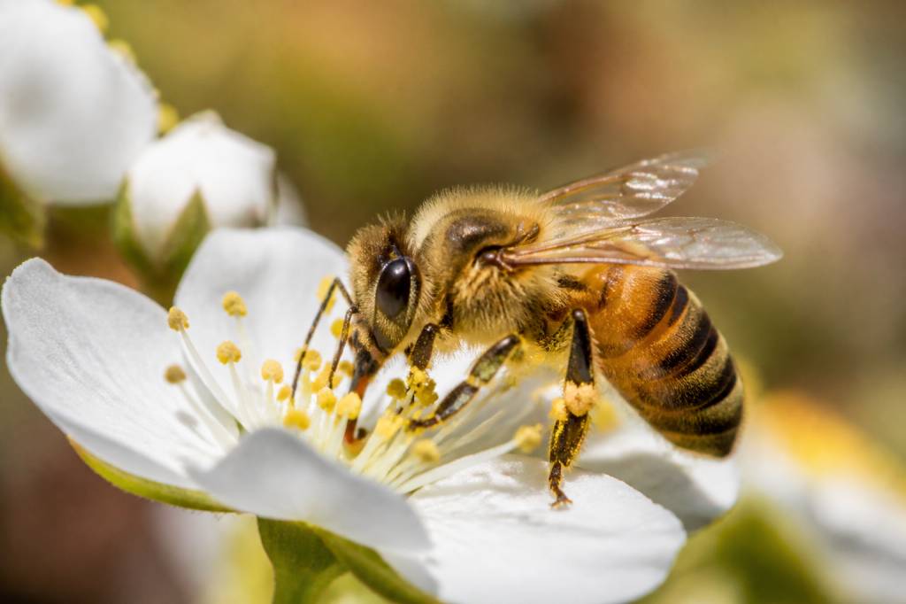 Abeille pollinisatrice : rôle essentiel dans la pollinisation et la production de miel