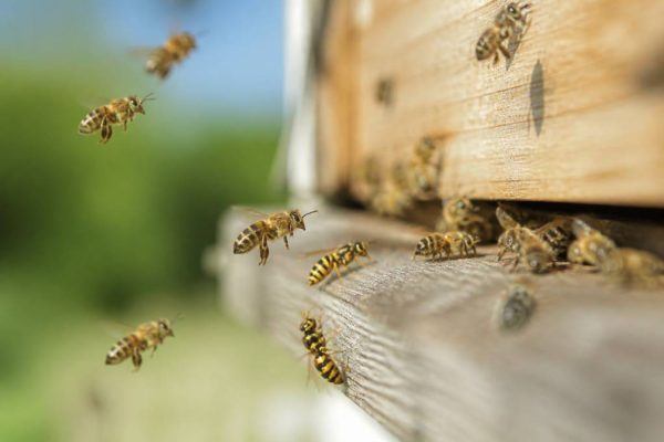 Abeilles et guepes : comment les distinguer et protéger la ruche