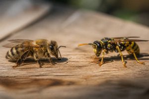 Abeilles et guepes : comment les différencier et protéger votre rucher