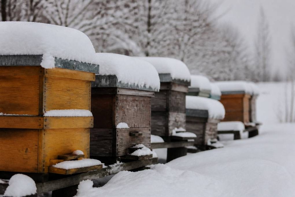Abeilles hivernage : comment protéger vos ruches pendant l’hiver