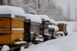 Abeilles hivernage : comment protéger vos ruches pendant l’hiver
