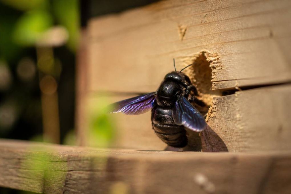 Abeilles charpentières : comment les reconnaître et protéger votre ruche