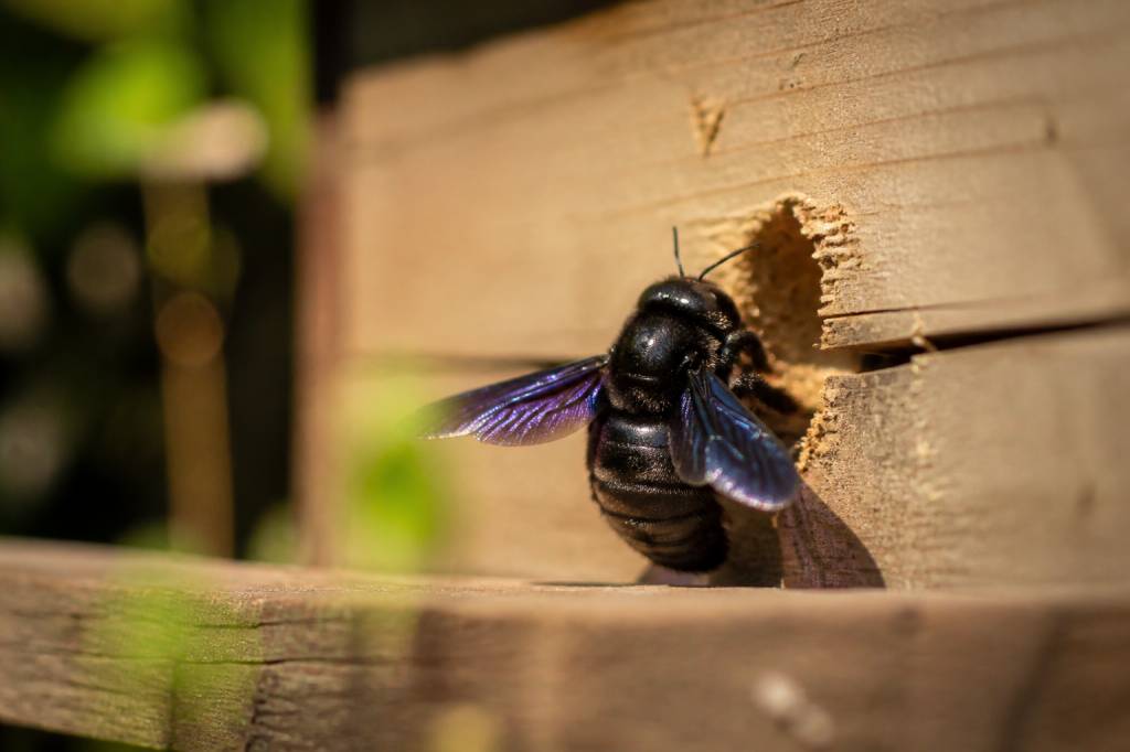 Abeilles charpentières : comment les reconnaître et protéger votre ruche
