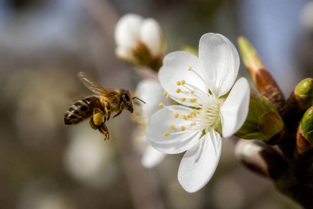 Abeilles et pollinisation : rôle, importance et impact sur les cultures