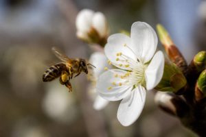 Abeilles et pollinisation : rôle, importance et impact sur les cultures