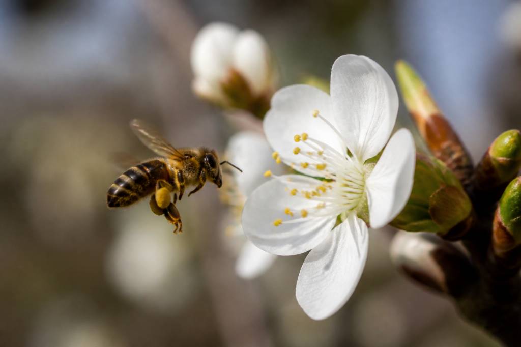 Abeilles et pollinisation : rôle, importance et impact sur les cultures