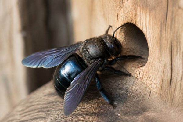 Abeille charpentière bleue : reconnaître, comprendre et protéger cet insecte utile