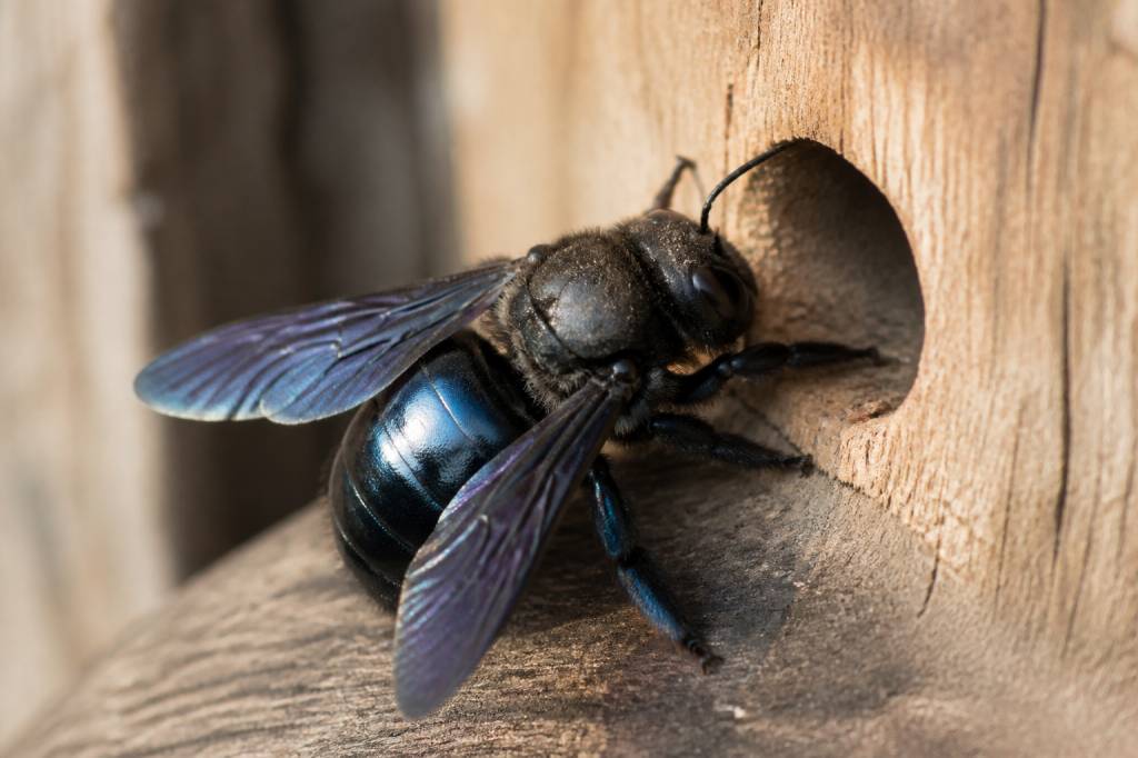 Abeille charpentière bleue : reconnaître, comprendre et protéger cet insecte utile