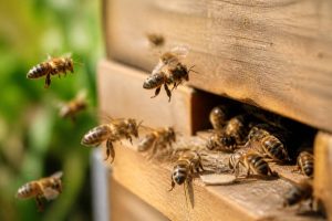 Abeilles ailes : comprendre leur rôle essentiel dans la ruche