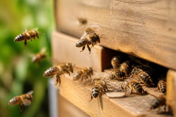 Abeilles ailes : comprendre leur rôle essentiel dans la ruche