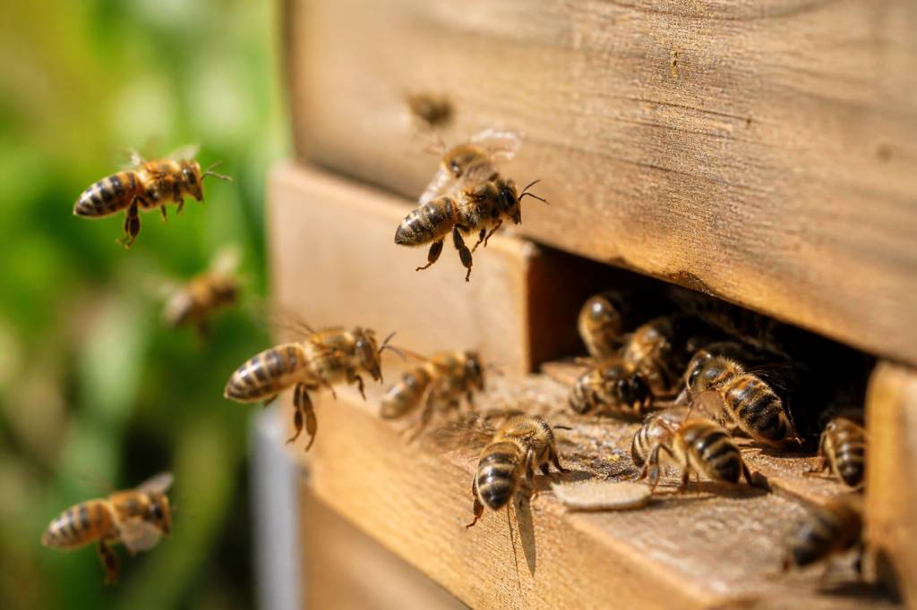 Abeilles ailes : comprendre leur rôle essentiel dans la ruche
