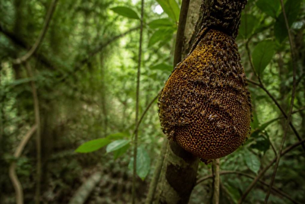 Abeille forestiere : habitat, comportement et rôle dans la biodiversité