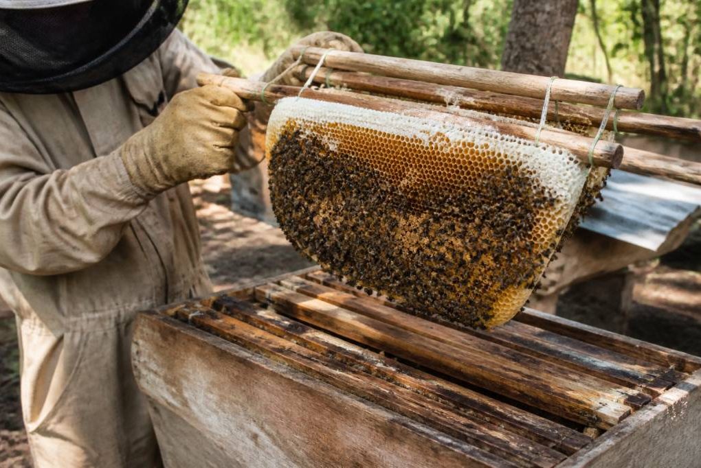 Abeille élevage : réussir l’élevage des abeilles en ruche kényane