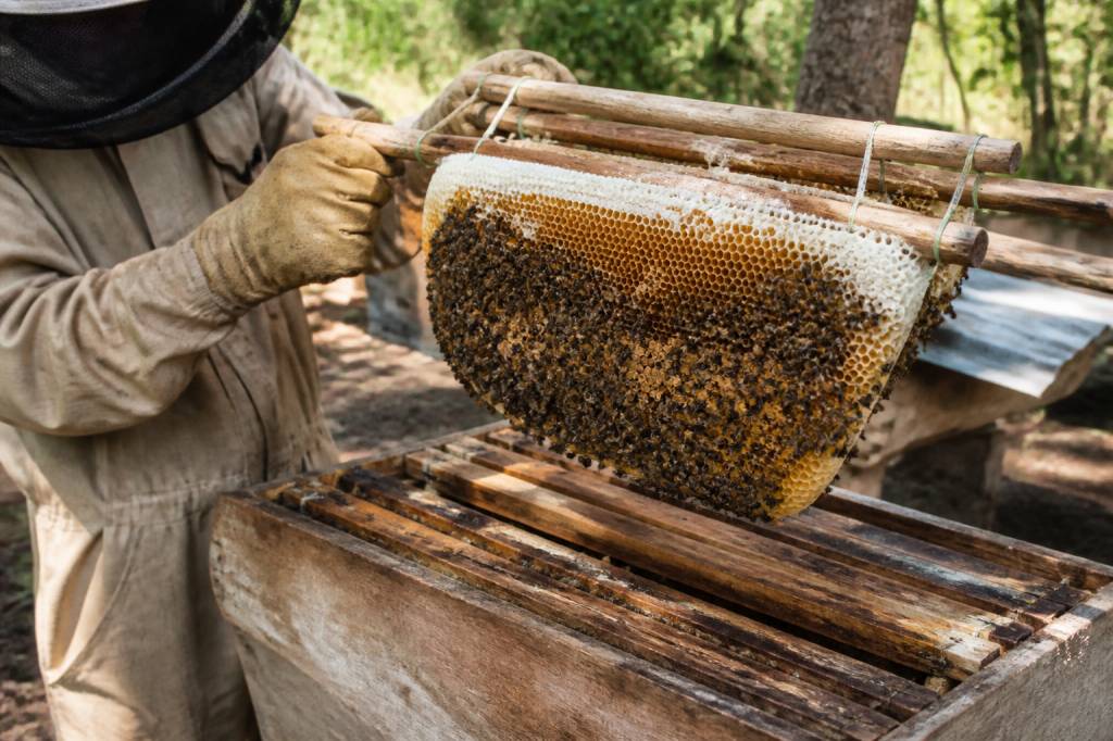Abeille élevage : réussir l’élevage des abeilles en ruche kényane