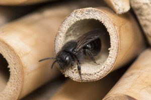 Abeille solitaire noire : reconnaître, observer et attirer cette pollinisatrice utile