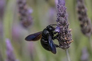 Abeille charpentière piqure : symptômes, risques et traitement naturel