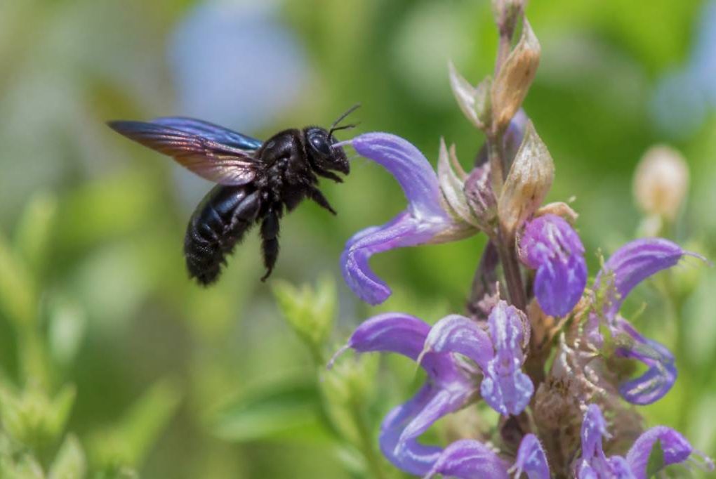 Abeilles xylocopes : guide pour identifier et comprendre ces pollinisateurs du jardin