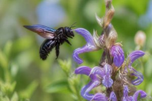 Abeilles xylocopes : guide pour identifier et comprendre ces pollinisateurs du jardin