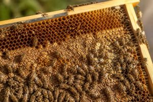 Alvéoles ruches : rôle, construction et importance pour la récolte du miel