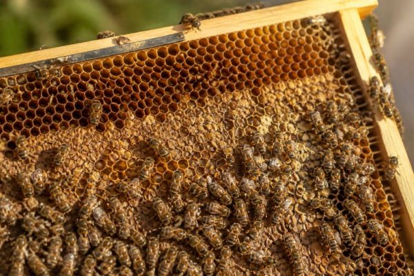 Alvéoles ruches : rôle, construction et importance pour la récolte du miel