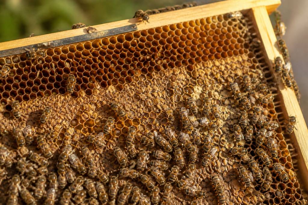 Alvéoles ruches : rôle, construction et importance pour la récolte du miel