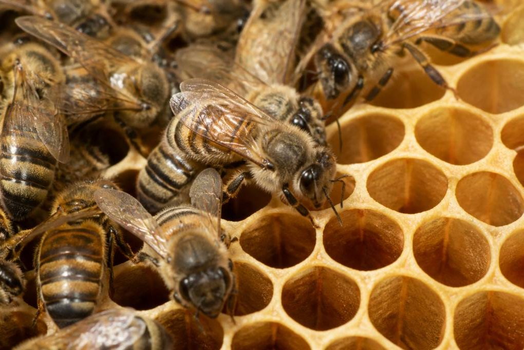 Abeille ouvrière : rôle, comportement et importance dans la ruche