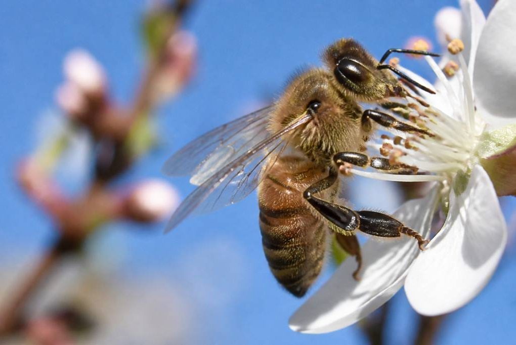 Abeille type : comment identifier les principales espèces et leurs caractéristiques