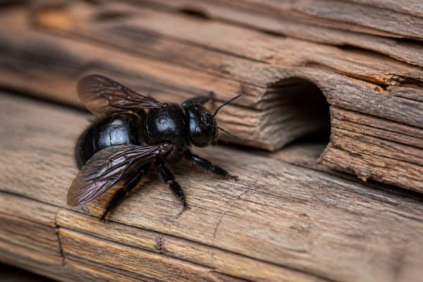 Abeille des charpentes : comment la reconnaître et protéger le bois de votre maison