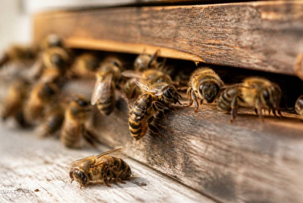 Abeille malade : causes, symptômes et solutions pour l’apiculteur