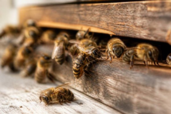 Abeille malade : causes, symptômes et solutions pour l’apiculteur