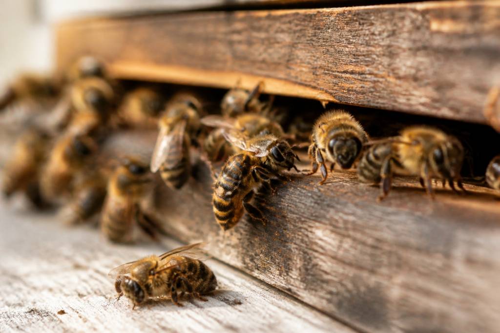 Abeille malade : causes, symptômes et solutions pour l’apiculteur