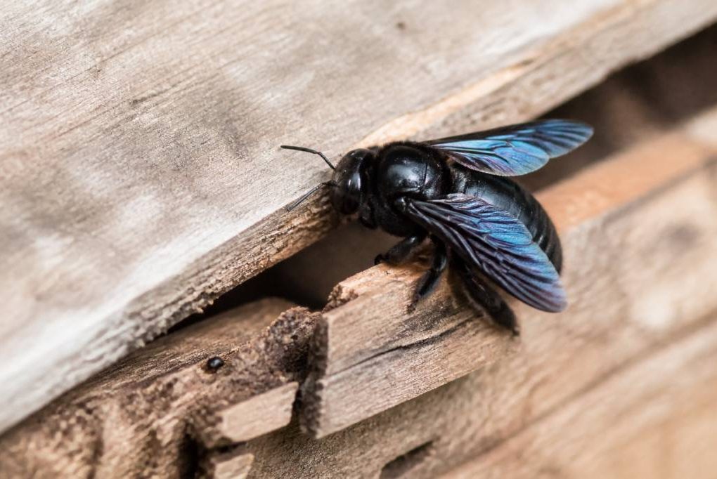 Abeille de charpente : identifier, prévenir et protéger sa ruche