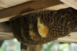 Abeilles de charpente : comment les reconnaître et les éloigner de la ruche
