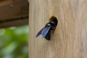 Abeille charpentière trou : comment identifier et traiter les dégâts dans le bois