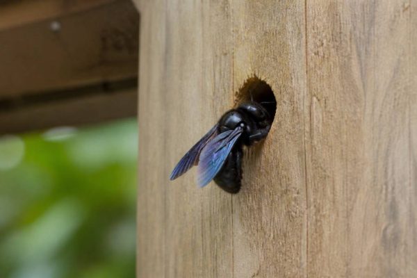 Abeille charpentière trou : comment identifier et traiter les dégâts dans le bois