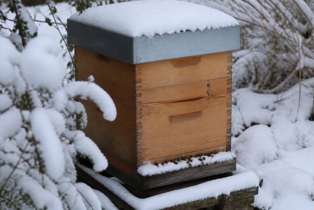 Abeille en hiver : comment protéger la ruche et assurer la survie de la colonie