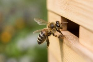 Abeille charbonnière : identifier cette espèce et comprendre son rôle au rucher