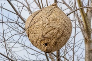 À quoi ressemble un nid de frelons asiatiques ?