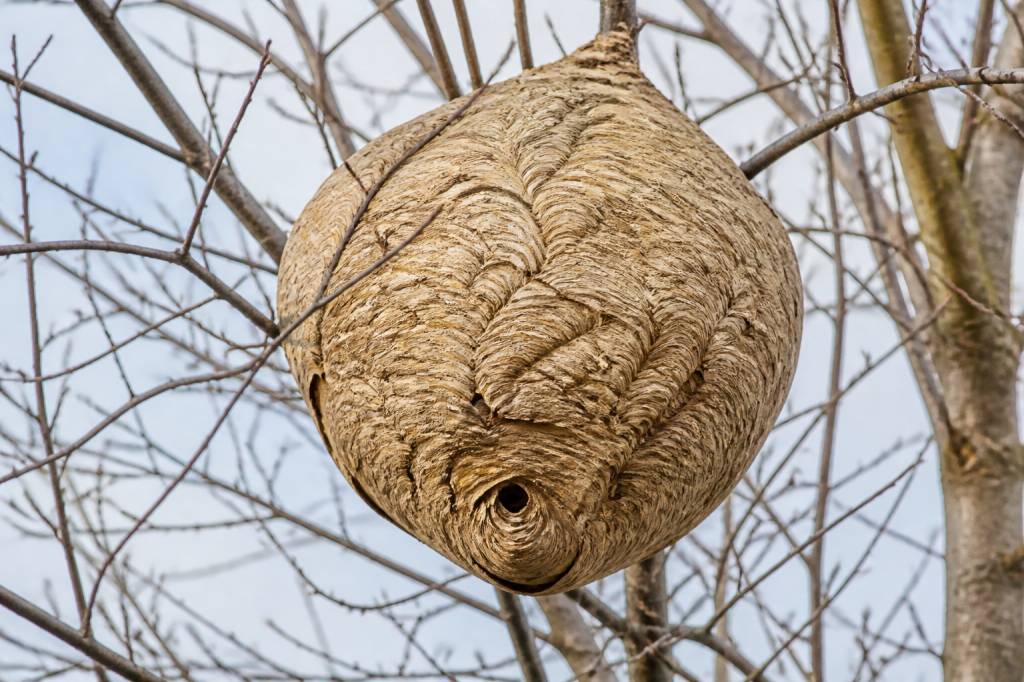 À quoi ressemble un nid de frelons asiatiques ?