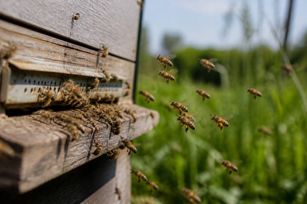 Abeilles carnica : caractéristiques, élevage et conduite du rucher