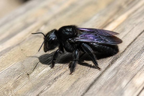 Abeille charpentière taille : comment identifier et différencier cet insecte au rucher