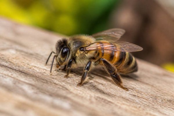 Abeille poilu : caractéristiques, rôle et intérêt pour l’apiculture